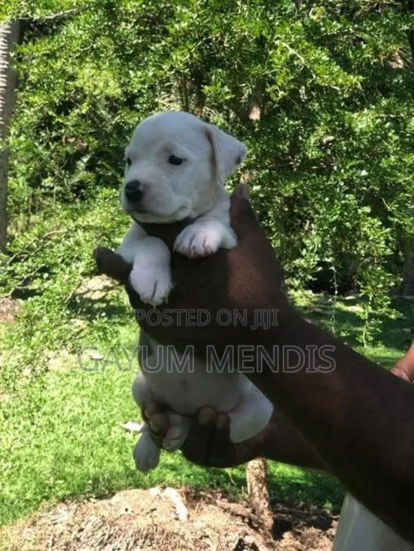 American Bully XL Puppy