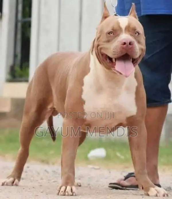 American Bully XL Puppy