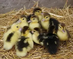 Baby Ducks