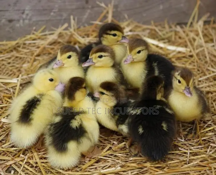Baby Ducks