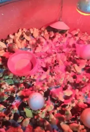 Baby Ducks