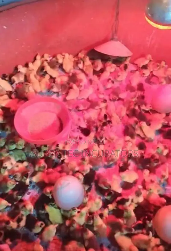 Baby Ducks