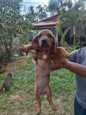 Dachshund Puppies
