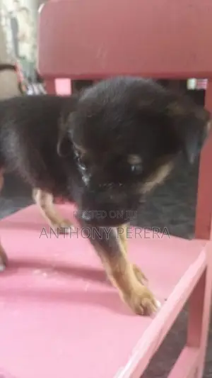 Beagle Cross Puppies