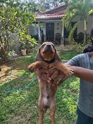 Dachshund Puppies