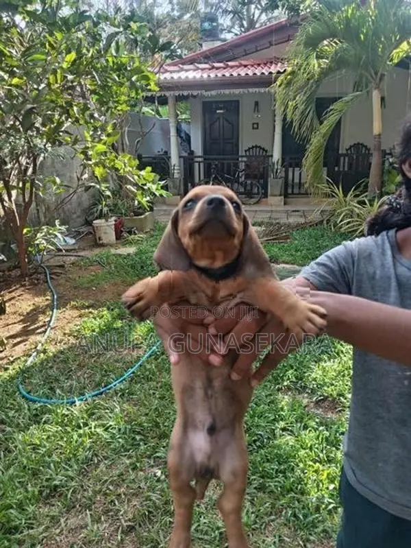 Dachshund Puppies