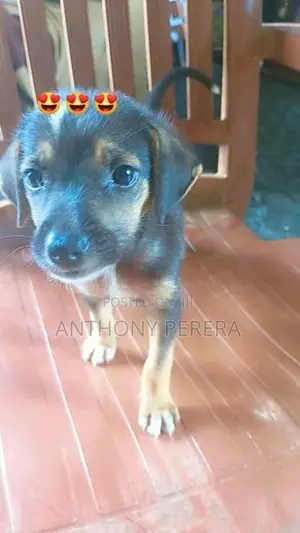 Beagle Cross Puppies