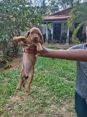 Dachshund Puppies