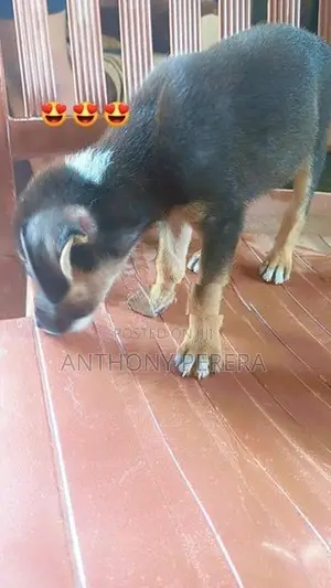 Beagle Cross Puppies