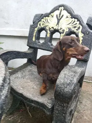 Dachshund Puppies