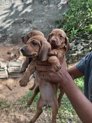 Dachshund Puppies
