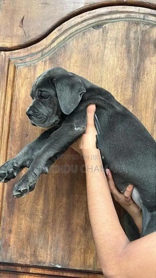 Cane Corso Puppy