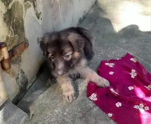 German Shepherd