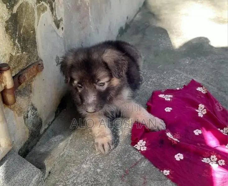 German Shepherd