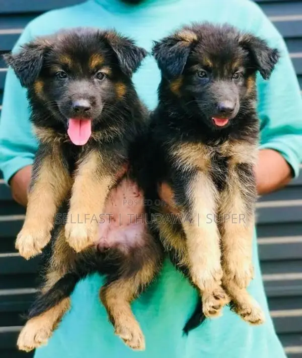 German Shepherd Long Coat Puppies