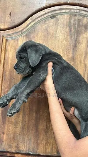 Cane Corso Puppy
