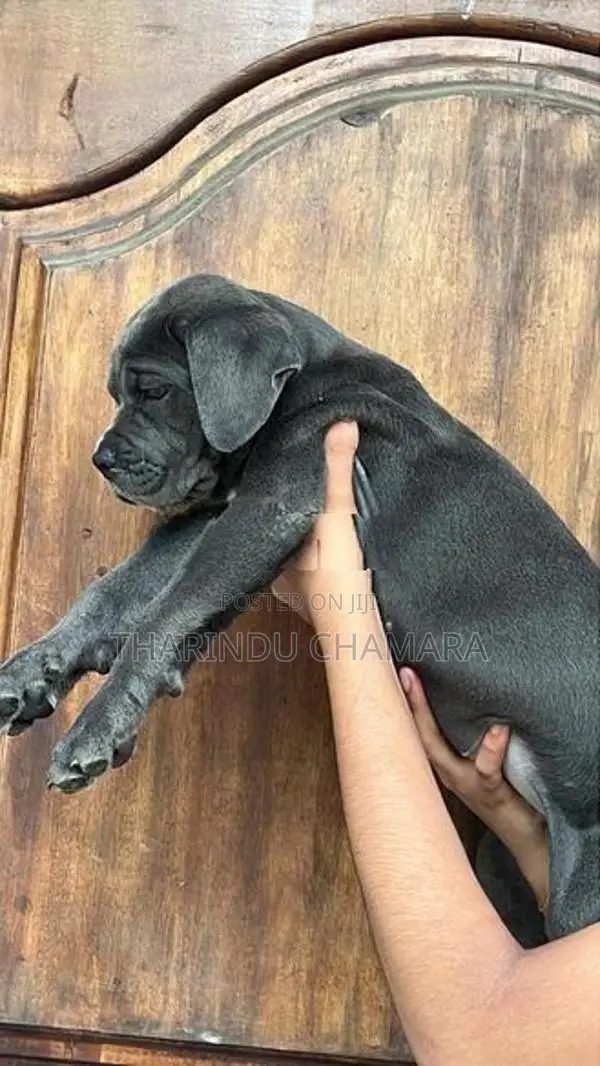 Cane Corso Puppy