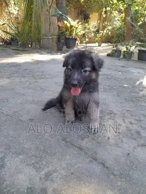 German Shepherd
