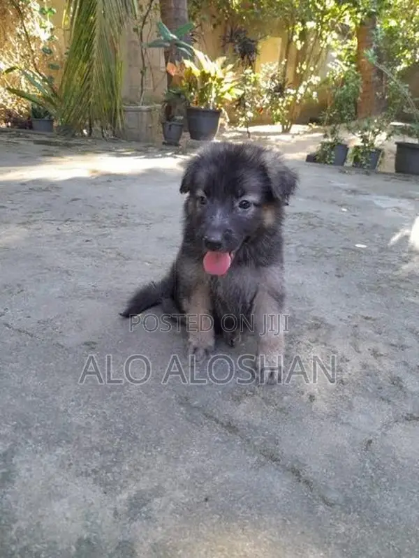 German Shepherd