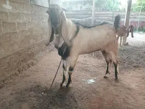Goats