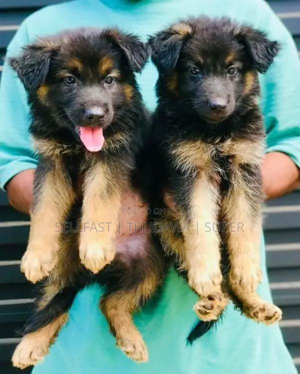 German Shepherd Long Coat Puppies