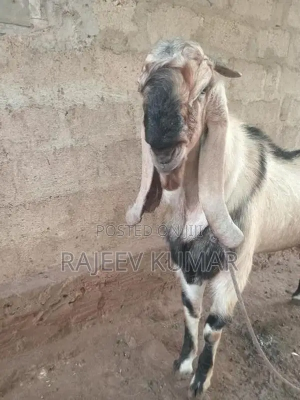 Goats