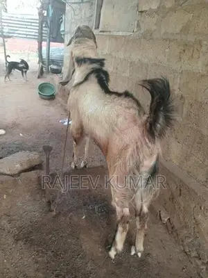 Goats