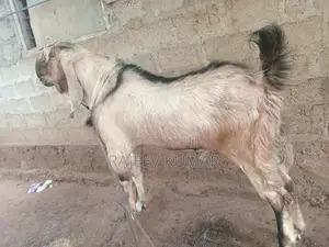 Goats