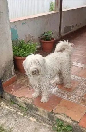 Tibetan Terrier Female
