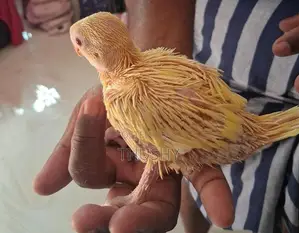 Ring Neck Bird