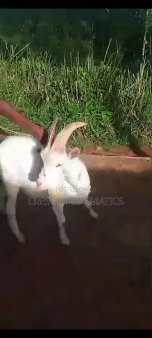 Goat Male
