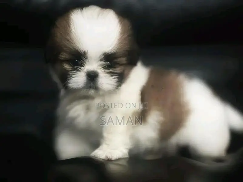 Shih Tzu Puppy