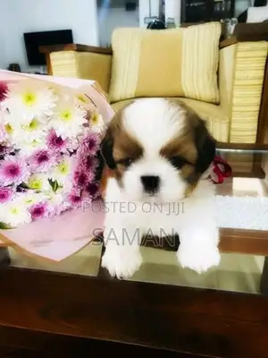 Shih Tzu Puppy