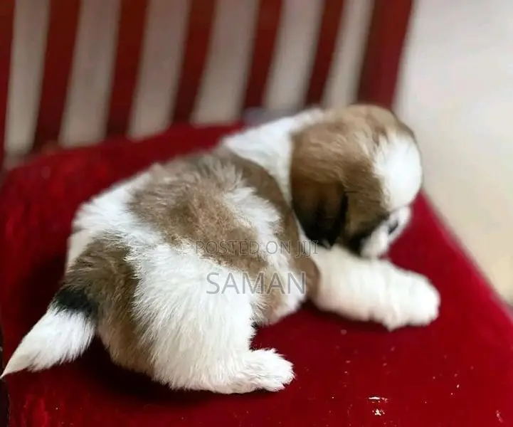 Shih Tzu Puppy