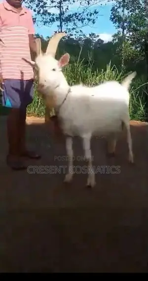 Goat Male
