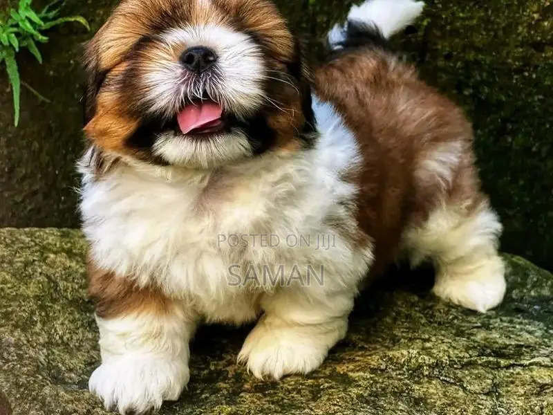 Shih Tzu Puppy