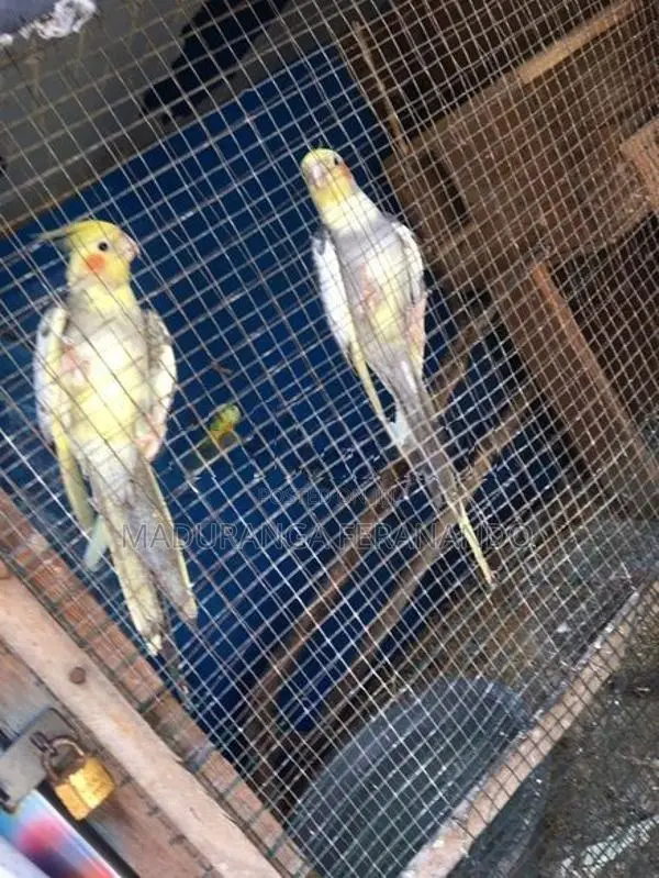Cockatiel Bird