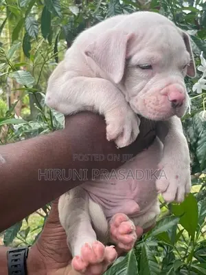 American Bully Puppies