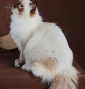 Persian Cat