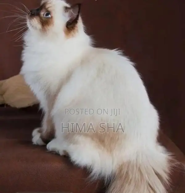 Persian Cat