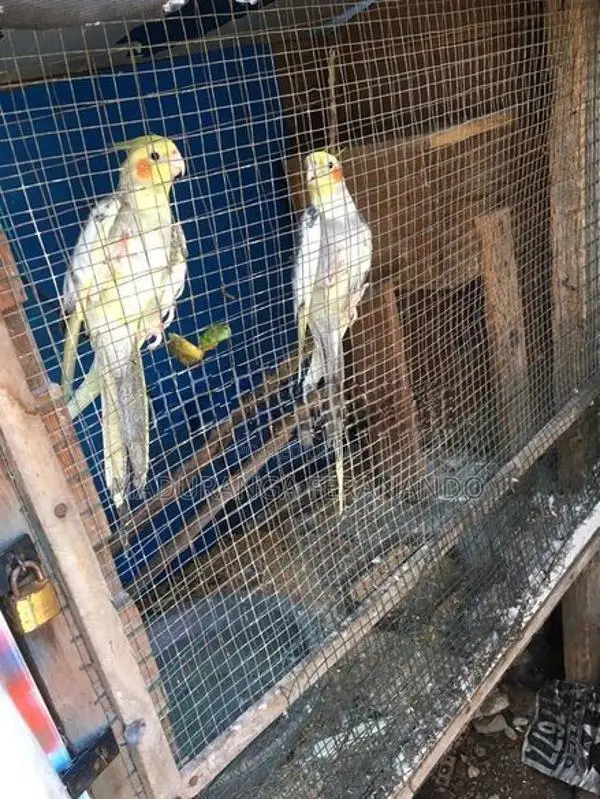 Cockatiel Bird