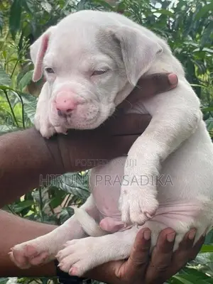 American Bully Puppies