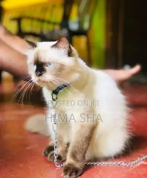 Persian Cat