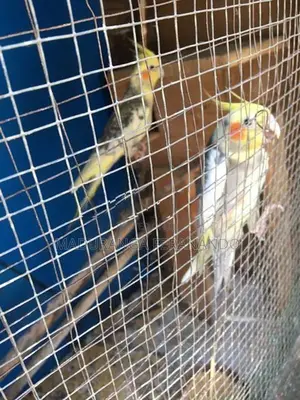 Cockatiel Bird
