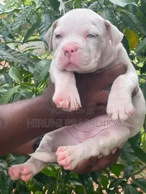American Bully Puppies