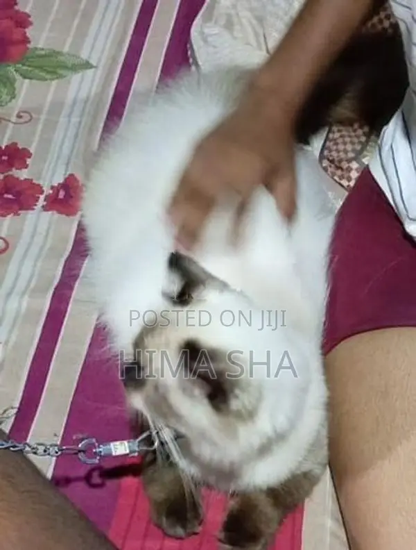Persian Cat