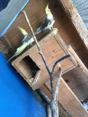 Cockatiel Bird