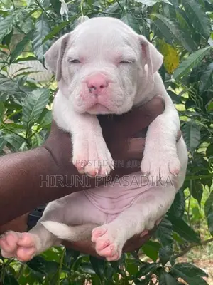American Bully Puppies