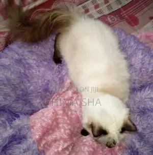 Persian Cat
