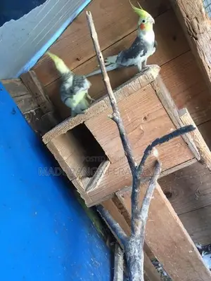 Cockatiel Bird